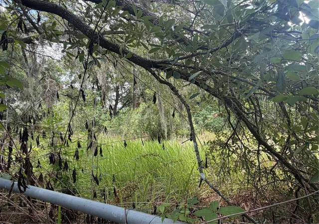 Photo 3 of Land for sale at 4447 Edwards Rd, Plant City, FL 33567 | MLS# TB8518846 | Listing updated on 2026-08-06
