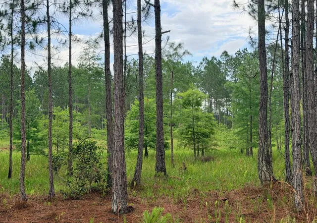 Photo 3 of Land for sale at 790 Nw 42 Terrace, Chiefland, FL 32626 | MLS# GC541238 | Listing updated on 2026-08-02