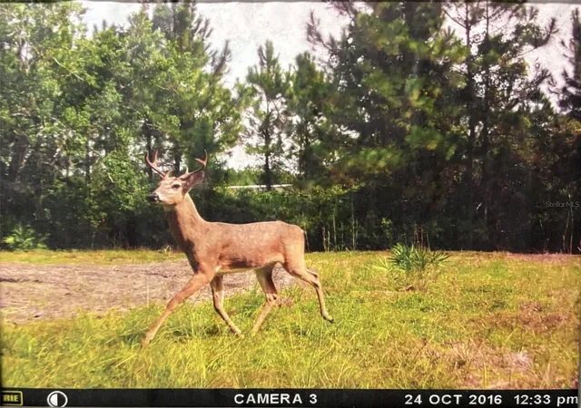 Photo 4 of Land for sale at 790 NW 42 Terrace, Chiefland, FL 32626 | MLS# GC541238 | Listing updated on 2026-08-02