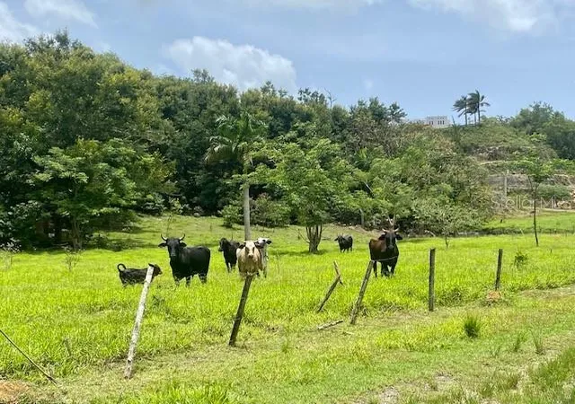Homes for sale in Vega Baja, PR | Pr 155 Ramal 646, Vega Baja, PR 00693 | MLS# PR9122247