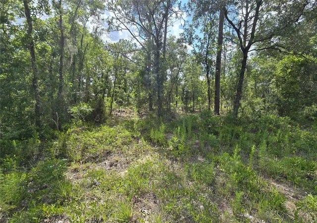 Photo 1 of Land for sale at 00 Ne 121st Avenue, Williston, FL 32696 | MLS# OM727533 | Listing updated on 2026-08-11