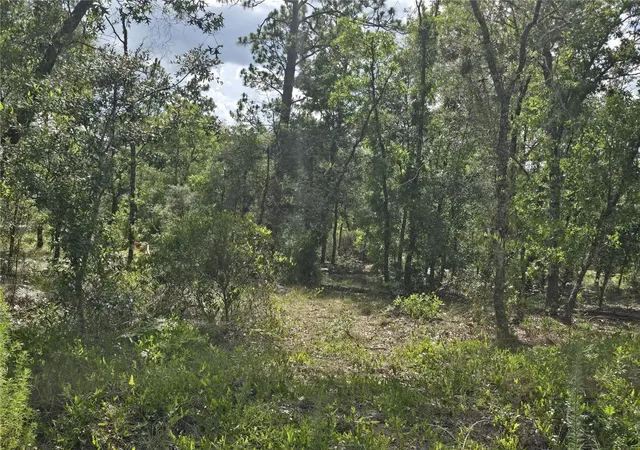 Photo 2 of Land for sale at 00 Ne 121st Avenue, Williston, FL 32696 | MLS# OM727533 | Listing updated on 2026-08-11