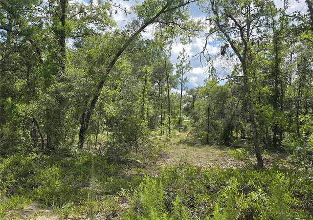 Photo 3 of Land for sale at 00 Ne 121st Avenue, Williston, FL 32696 | MLS# OM727533 | Listing updated on 2026-08-11