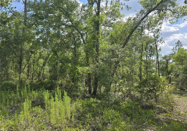 Photo 3 of Land for sale at 00 NE 121st Avenue, Williston, FL 32696 | MLS# OM727533 | Listing updated on 2026-08-11
