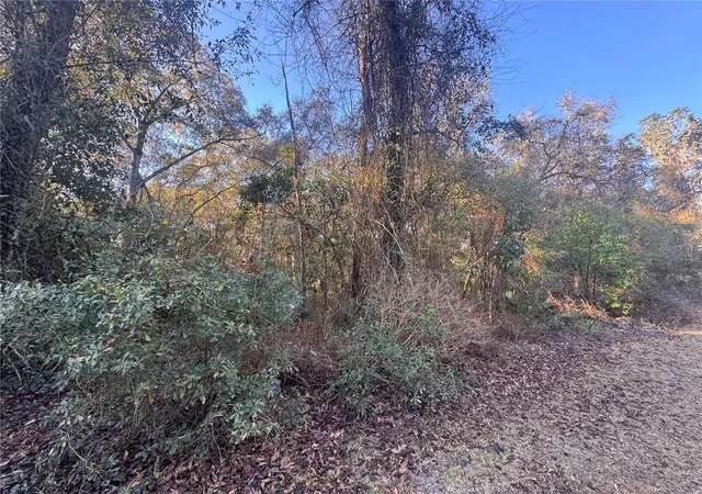Photo 3 of Land for sale at 0 198th Lane, Fort Mc Coy, FL 32134 | MLS# TB8524091 | Listing updated on 2026-06-29