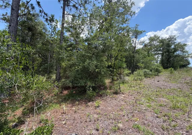 Photo 3 of Land for sale at 00 Ne 65th Terrace, Williston, FL 32696 | MLS# OM727574 | Listing updated on 2026-07-01