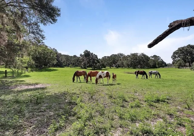 Homes for sale in Lake Helen, FL | 900 E Kicklighter ( 15+/  Acres) Rd, Lake Helen, FL 32744 | MLS# V4949979