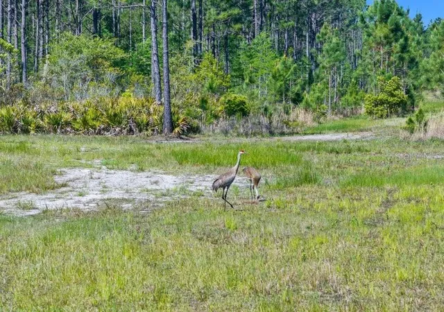 4th image of 0 Carter St, Bunnell, FL 32110 | MLS# FC319687