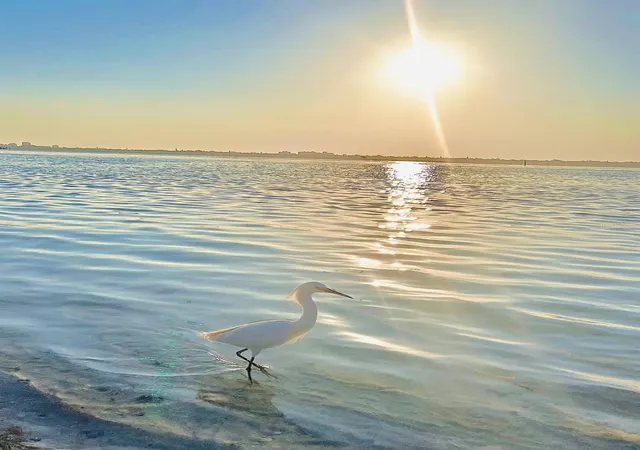 Homes for sale in Longboat Key, FL | 2301 Gulf Of Mexico Drive, Longboat Key, FL 34228 | Houzeo