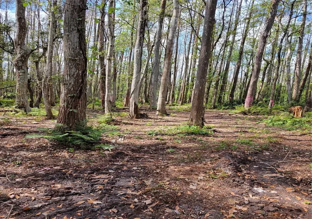5th image of Tbd Bell Lake Rd, Land O Lakes, FL 34639 | MLS# TB8527189