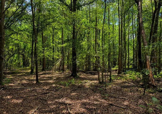 Photo 11 of Land for sale at Tbd Se 136th Street, Starke, FL 32091 | MLS# GC541817 | Listing updated on 2026-08-14