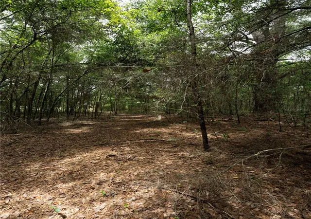Photo 3 of Land for sale at Tbd SE 55th Street, Morriston, FL 32668 | MLS# OM728875 | Listing updated on 2026-07-31