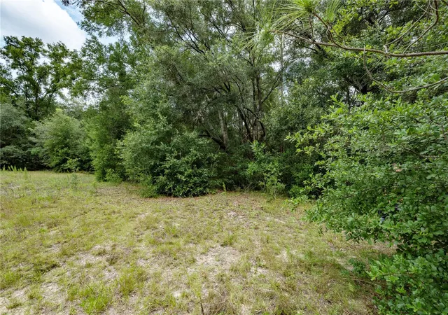 Photo 4 of Land for sale at Tbd SE 55th Street, Morriston, FL 32668 | MLS# OM728875 | Listing updated on 2026-07-31