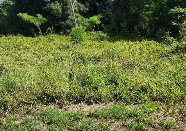 Photo 4 of Land for sale at 26532 Angelica Rd, Punta Gorda, FL 33955 | MLS# C7528664 | Listing updated on 2026-07-28