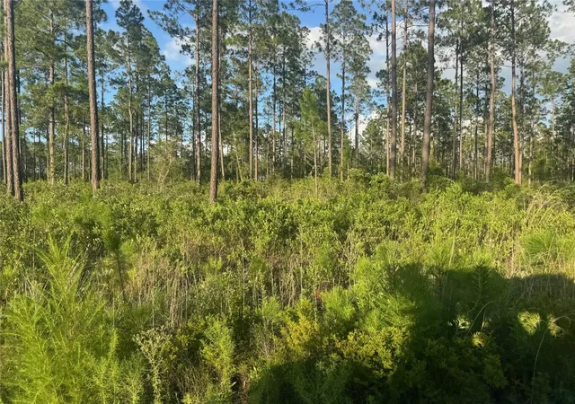 Photo 4 of Land for sale at Tbd NW Cr 235, Lake Butler, FL 32054 | MLS# GC542169 | Listing updated on 2026-07-23