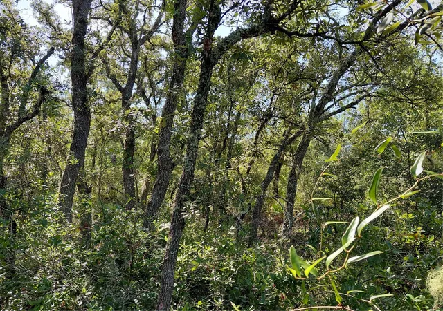 Photo 4 of Land for sale at Wheystone Dr, Webster, FL 33597 | MLS# G5115471 | Listing updated on 2026-09-28