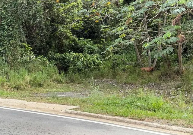 Photo 2 of Land for sale at Rd 978 Km 27 Chupacallos Wd, Ceiba, PR 00735 | MLS# PR9123103 | Listing updated on 2026-07-31