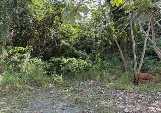 Photo 4 of Land for sale at Rd 978 Km 27 Chupacallos Wd, Ceiba, PR 00735 | MLS# PR9123103 | Listing updated on 2026-07-31