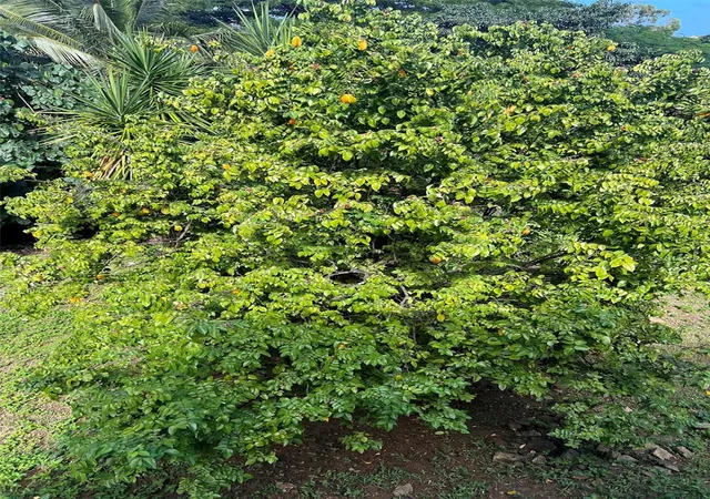 Photo 25 of Single family home for sale at 311 Villa Borinquen, Vieques, PR 00765 | MLS# PR9123118 | Listing updated on 2026-08-01