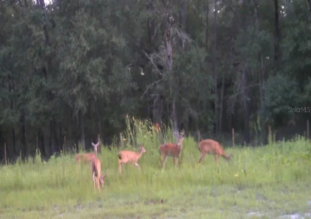 4th image of Tumbleweed Trl, Brooksville, FL 34604 | MLS# TB8535610