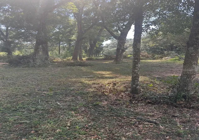 Photo 4 of Land for sale at Tbd SW 111th Lane, Dunnellon, FL 34432 | MLS# O6431964 | Listing updated on 2026-08-09