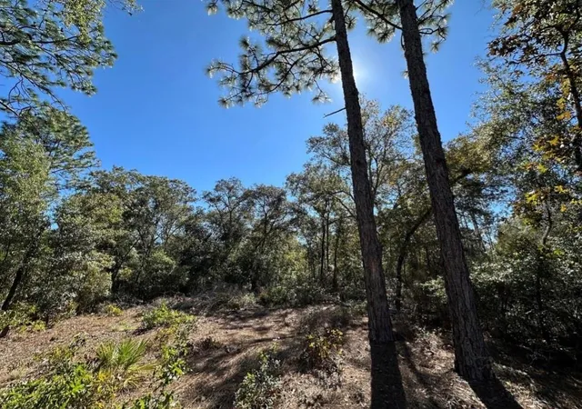 Photo 7 of Land for sale at Tbd Ne 86th Street, Bronson, FL 32621 | MLS# OM730094 | Listing updated on 2026-08-12