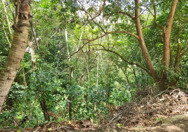 Photo 47 of Sale Pending at Pr 156 Km 239 Rio Hondo Ward, Comerio, PR 00782 | MLS# PR9123425 | Listing updated on 2026-09-04