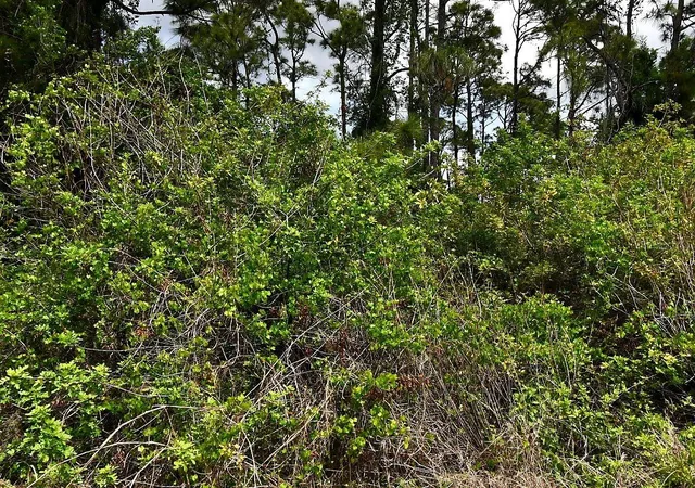 5th image of Flambeau Ave, North Port, FL 34288 | MLS# A4703492