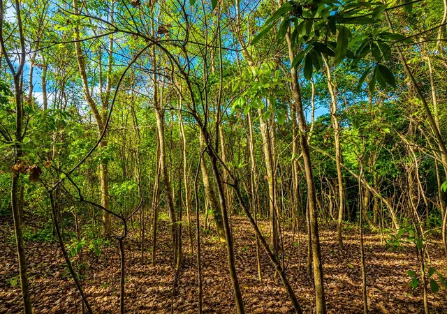 Photo 21 of Land for sale at Pr 982 Km 23, Fajardo, PR 00738 | MLS# PR9123613 | Listing updated on 2026-08-28