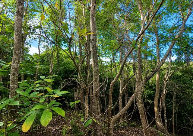 Photo 4 of Land for sale at Pr-982 Km 23, Fajardo, PR 00738 | MLS# PR9123613 | Listing updated on 2026-08-28