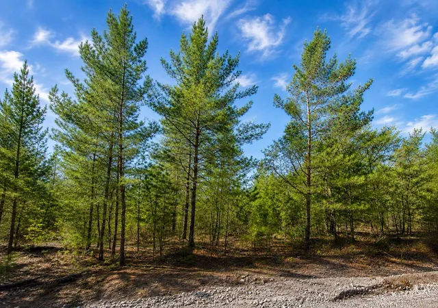 Photo 1 of Land for sale at Tbd Rose Trl, Interlachen, FL 32148 | MLS# OM731138 | Listing updated on 2026-08-27