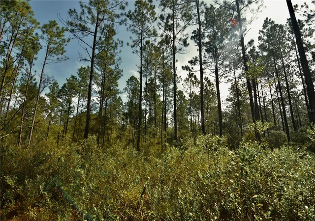 Photo 2 of Land for sale at Nw 179th St, Starke, FL 32091 | MLS# OM731212 | Listing updated on 2026-08-28