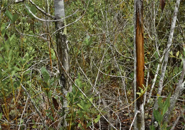 Photo 3 of Land for sale at Nw 179Th St, Starke, FL 32091 | MLS# OM731212 | Listing updated on 2026-08-28