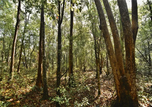 Photo 4 of Land for sale at Nw 179Th St, Starke, FL 32091 | MLS# OM731212 | Listing updated on 2026-08-28