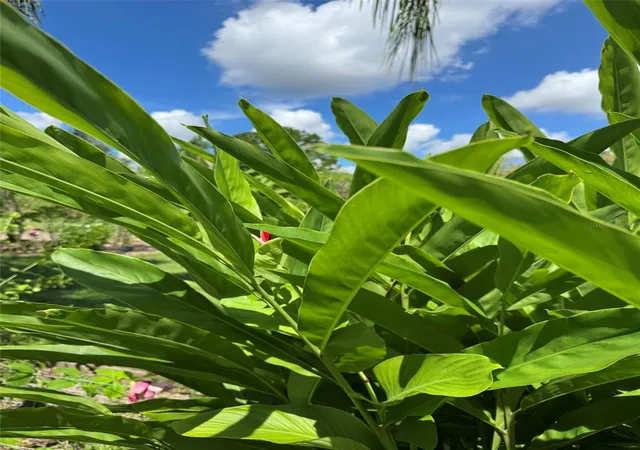 Photo 3 of Land for sale at Mecca Hammock Trl, Sanford, FL 32773 | MLS# O6439087 | Listing updated on 2026-09-05