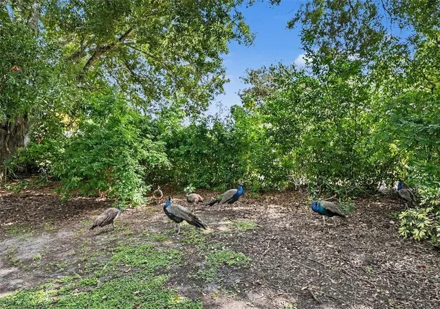 Photo 4 of Single family home for sale at 2400 Indigo Dr, Clearwater, FL 33763 | MLS# TB8549493 | Listing updated on 2026-09-22