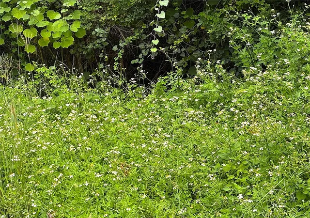 Photo 1 of Land for sale at 13276 Johannes Ave, Port Charlotte, FL 33953 | MLS# C7531233 | Listing updated on 2026-09-26