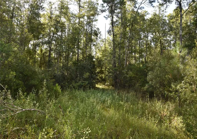 Photo 3 of Land for sale at Off NE 212th St, Fort Mc Coy, FL 32134 | MLS# OM733212 | Listing updated on 2026-10-01