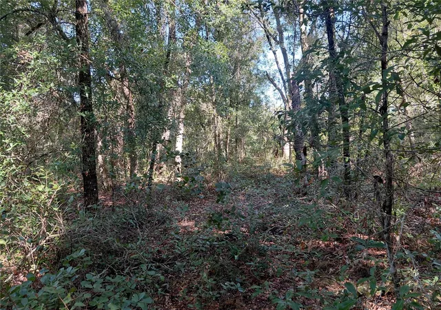 Photo 2 of Land for sale at Butternut Dr, Webster, FL 33597 | MLS# G5118515 | Listing updated on 2026-10-02