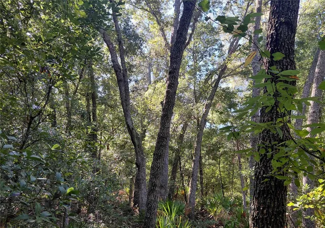 Photo 3 of Land for sale at Butternut Dr, Webster, FL 33597 | MLS# G5118515 | Listing updated on 2026-10-02