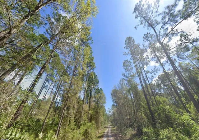Photo 3 of Land for sale at 217 Dogwood Ave, Georgetown, FL 32139 | MLS# OM733429 | Listing updated on 2026-10-04