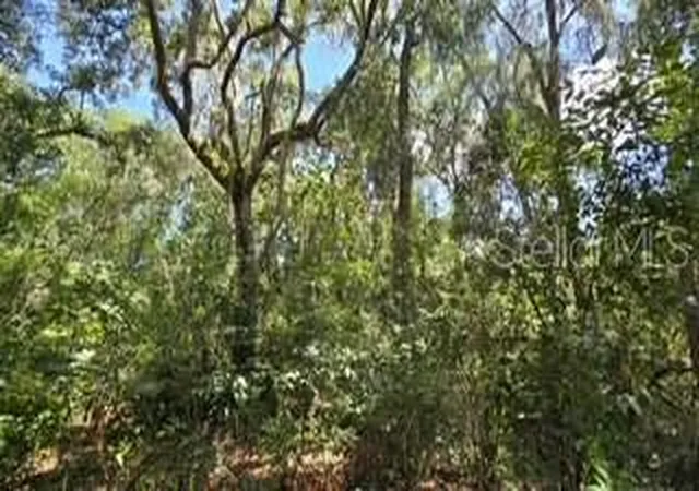 Photo 3 of Land for sale at 4284 Cr 575, Bushnell, FL 33513 | MLS# O6447683 | Listing updated on 2026-10-07