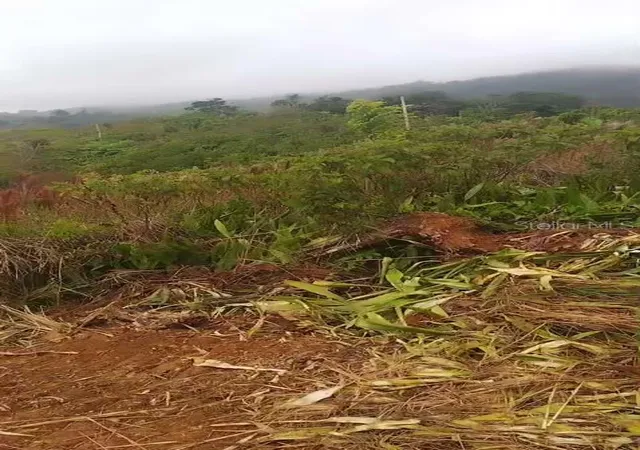 Photo 4 of Land for sale at Roncador Ward, Utuado, PR 00641 | MLS# PR9125011 | Listing updated on 2026-10-22