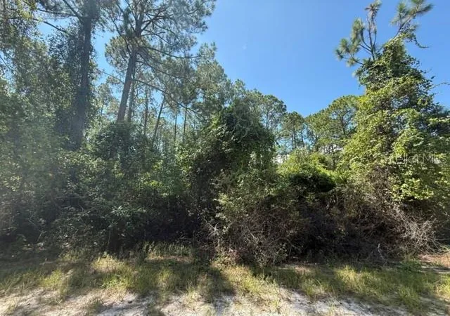Photo 3 of Land for sale at 337 Palm Way, Georgetown, FL 32139 | MLS# K4903885 | Listing updated on 2026-10-17
