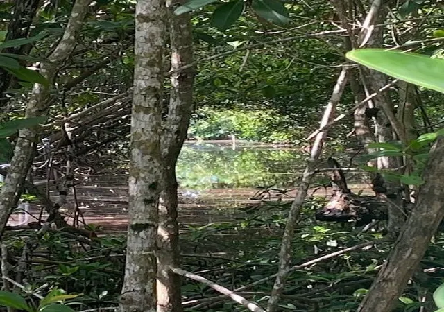 Photo 2 of Land for sale at 78 Otter Ave, Everglades City, FL 34139 | MLS# F10454064 | Listing updated on 2026-10-01