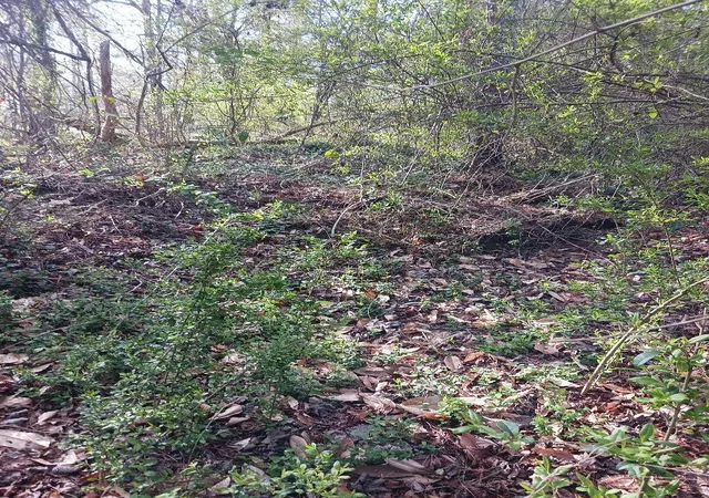 Land for sale at 000 158 Lane, Dunnellon, FL 32024 | MLS# B26004090