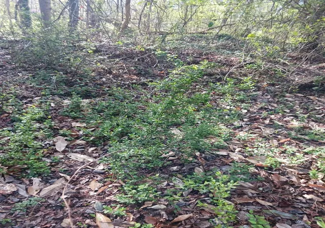 Photo 2 of Land for sale at 000 158 Lane, Dunnellon, FL 32024 | MLS# B26004090 | Listing updated on 2026-09-23