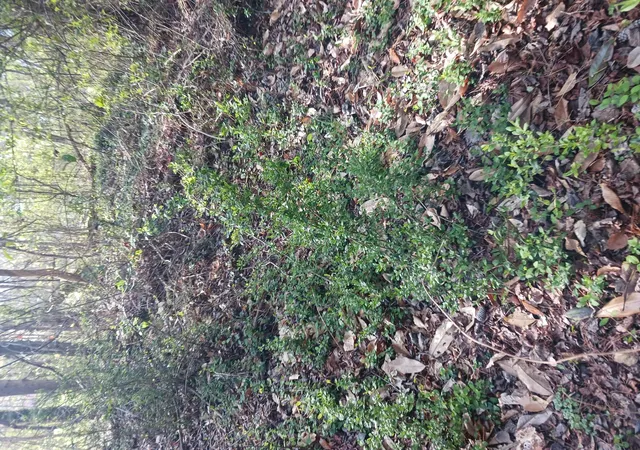 Photo 3 of Land for sale at 000 158 Lane, Dunnellon, FL 32024 | MLS# B26004090 | Listing updated on 2026-09-23