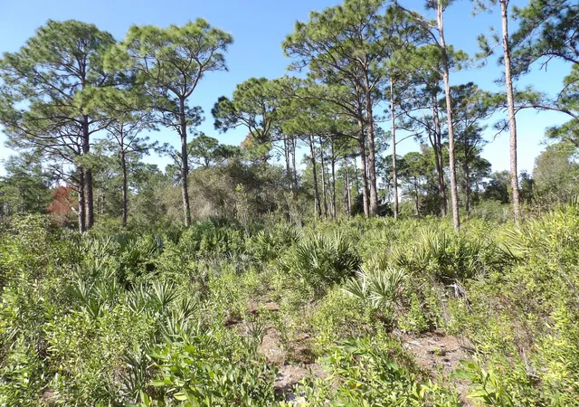 8th image of 00 Bald Cypress Trl, Fort Pierce, FL 34951 | MLS# B26014571