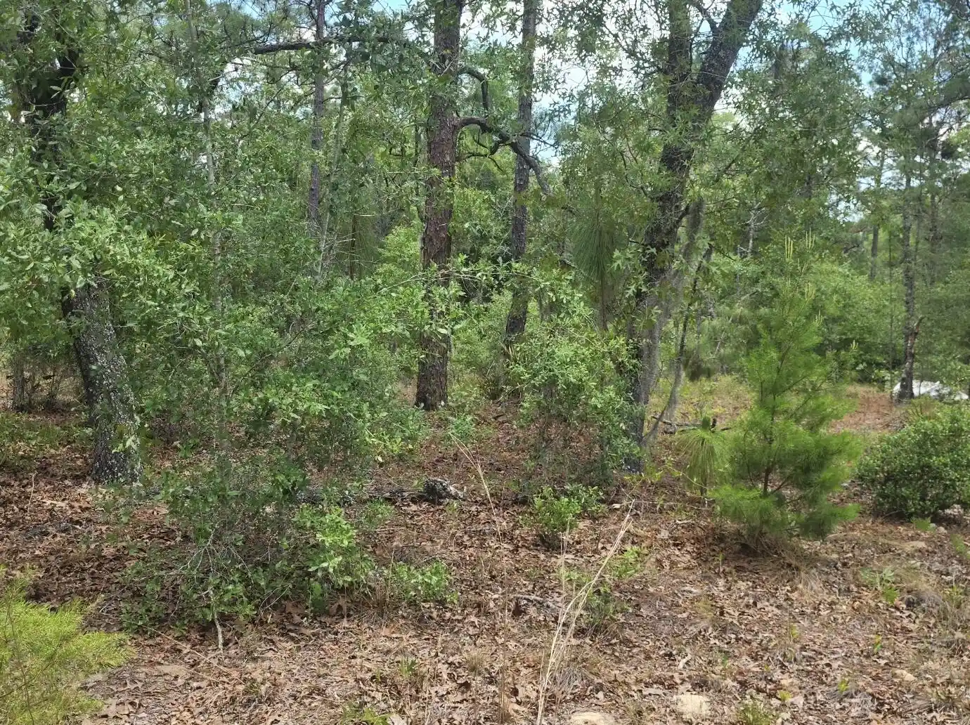 Photo 1 of Land for sale at 3199 Lich St, Punta Gorda, FL 33980 | MLS# B26027526 | Listing updated on 2026-09-23